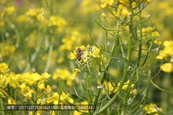 花海蜜蜂採蜜