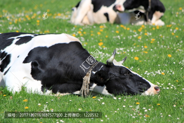 哺乳動(dòng)物