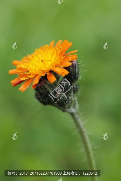 橙色hawkweed