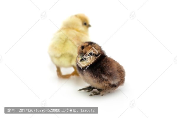 小的