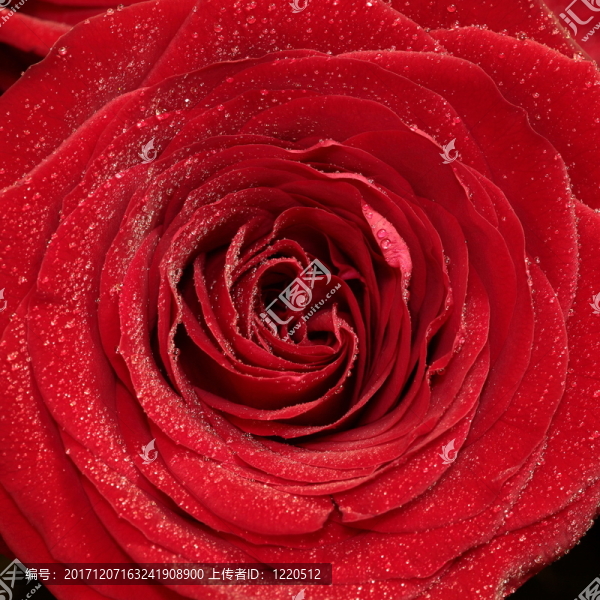rosenbluete