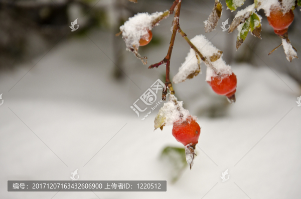 冬-匯圖網(wǎng) www.fosd68.com 冬