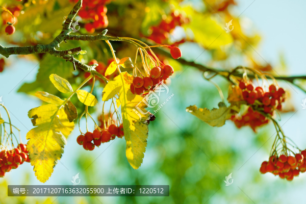 rowanberries