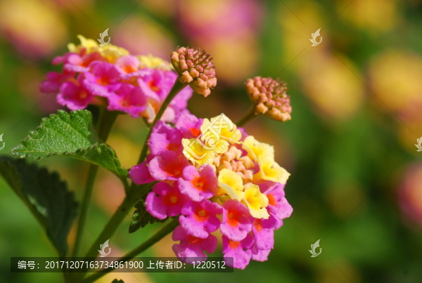 蘭塔納