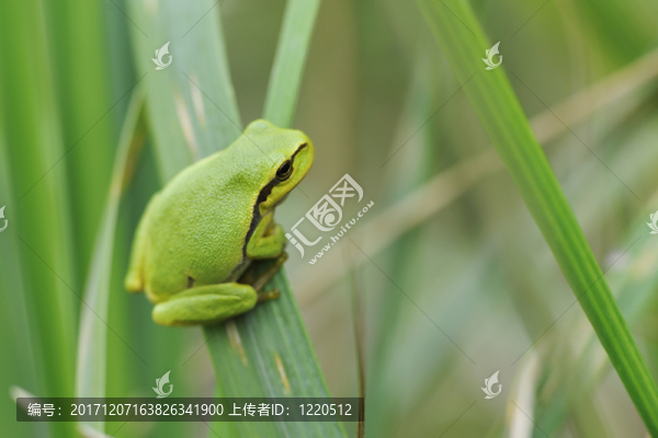 樹蛙