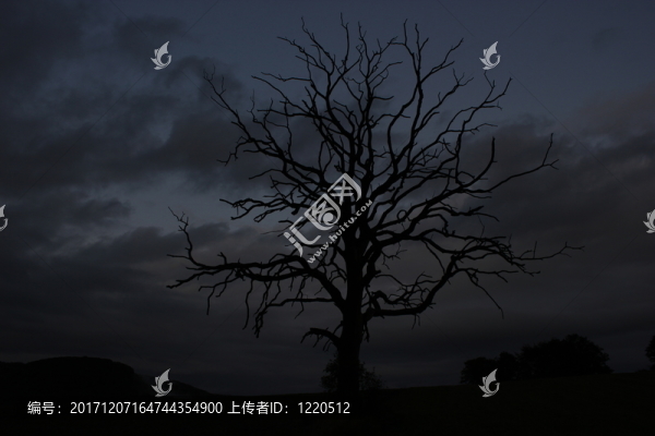 死樹對夜空
