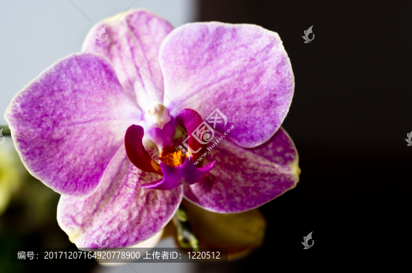 蘭花