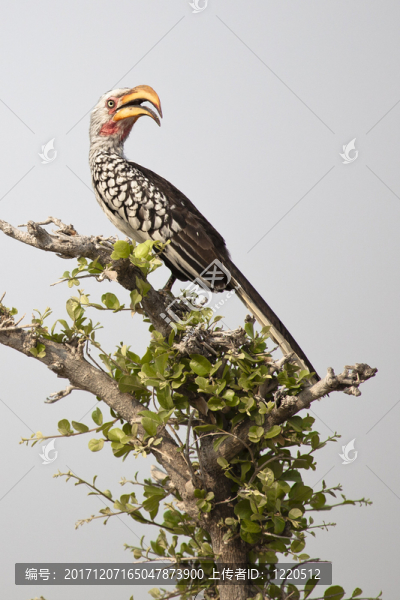 南部的黃嘴犀鳥