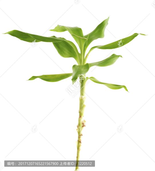 緊密的