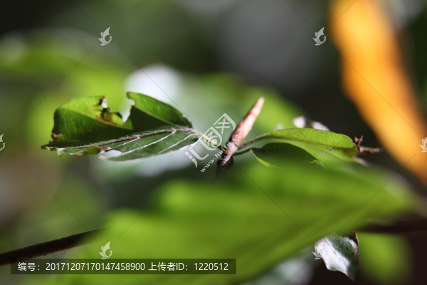 落在德國(guó)森林里