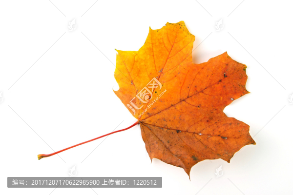 樹(shù)葉