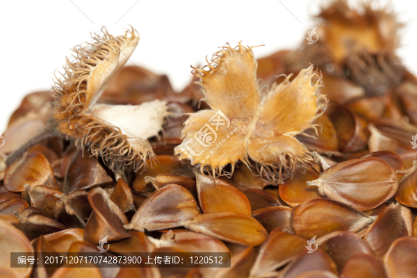 食物