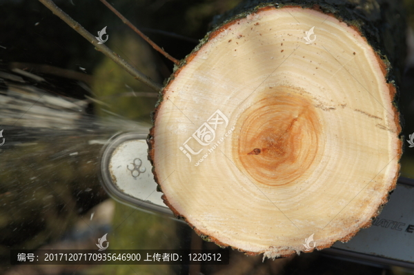 通過鋸樹干