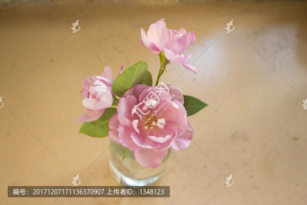 玫瑰