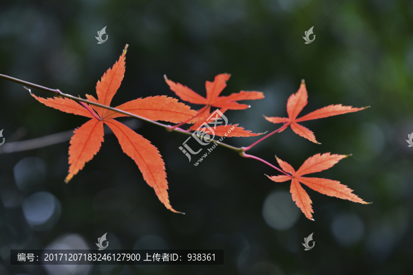 秋葉