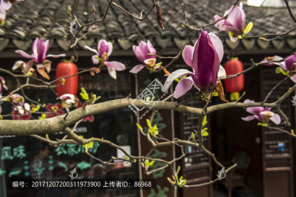 玉蘭花
