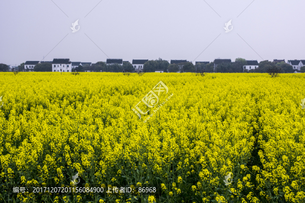 油菜花