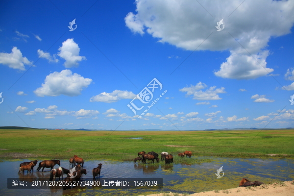 草原,牧場(chǎng),放牧,高原,白云
