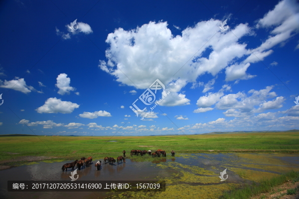 草原,牧場(chǎng),放牧,高原,白云