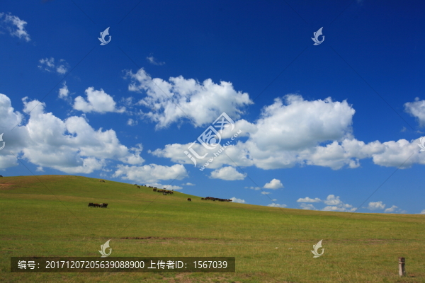 草原,牧場(chǎng),放牧,高原,白云