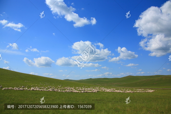 草原,牧場,放牧,高原,白云