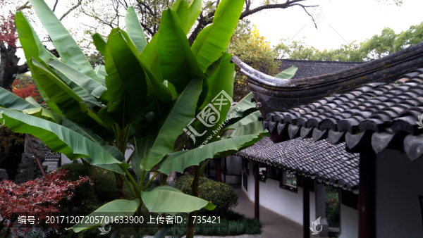 美人蕉