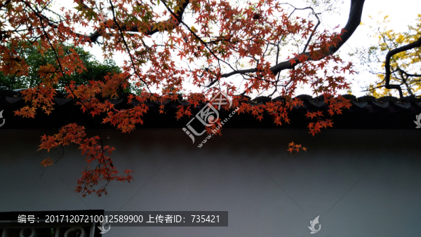 紅葉