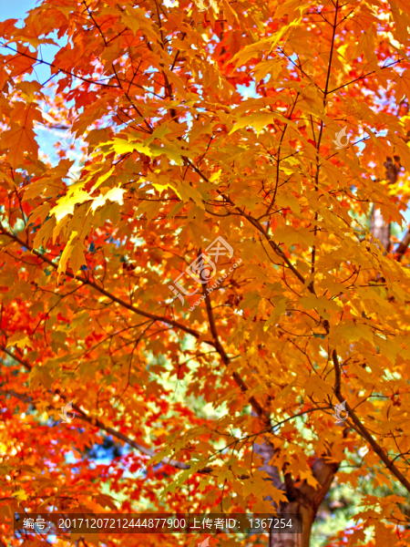 紅楓葉素材,秋天樹林