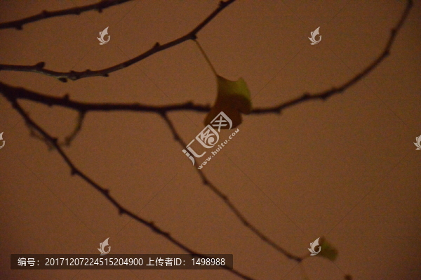 午夜下的樹葉