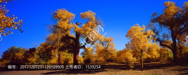 酒泉胡楊林