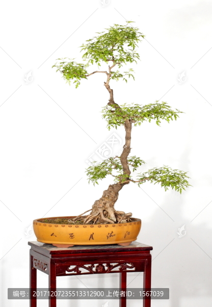 黃荊