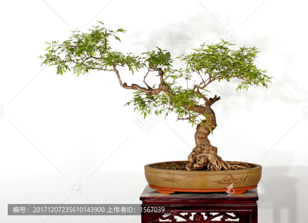 黃荊,景觀,樹枝,黃荊盆景,盆