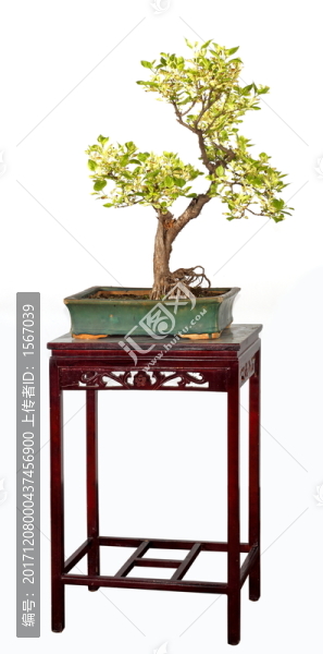 金葉黃楊
