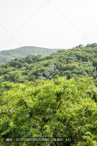 山林