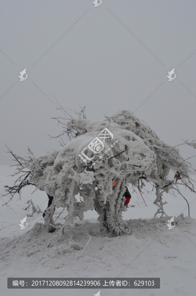 雪樹(shù)