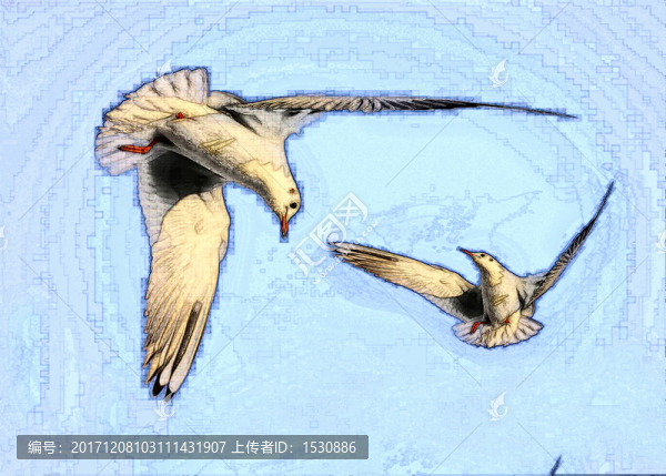 鳳鴿子,賽鴿
