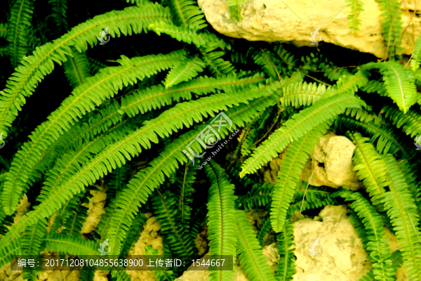 蜈蚣草
