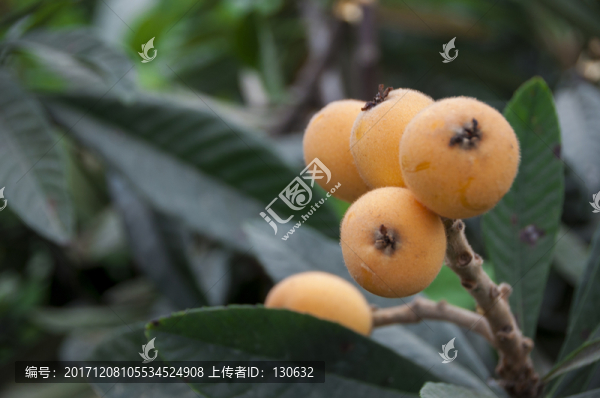 衢江,高根,枇杷