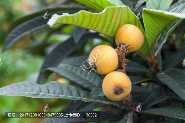 衢江,高根,枇杷