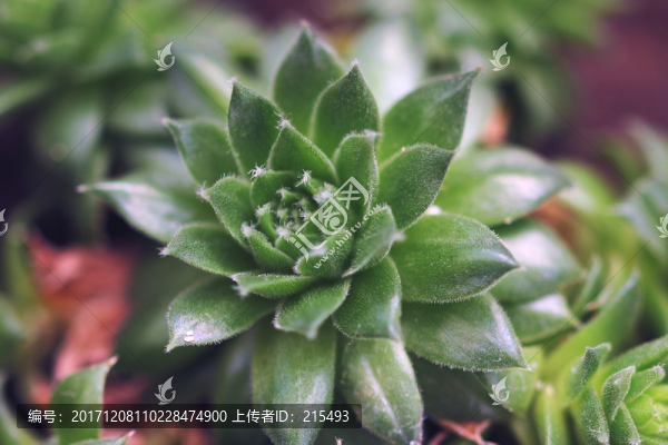 多肉植物,特寫,植物盆栽,多肉