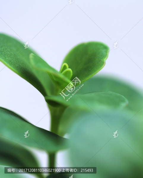 多肉植物,特寫,植物盆栽,多肉