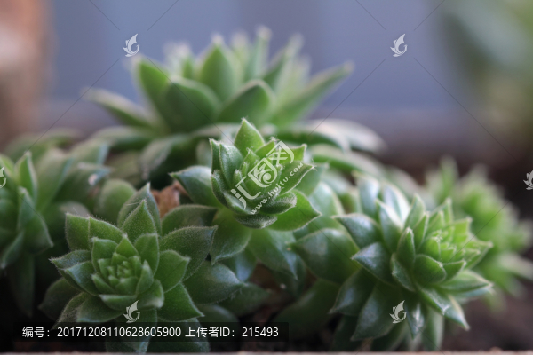 多肉植物,特寫,植物盆栽,多肉