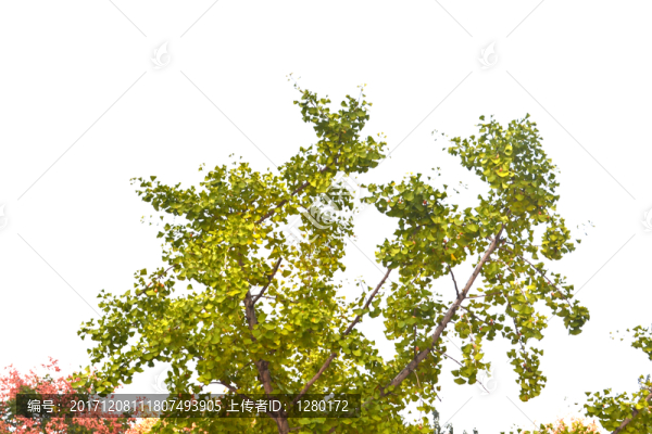 樹枝