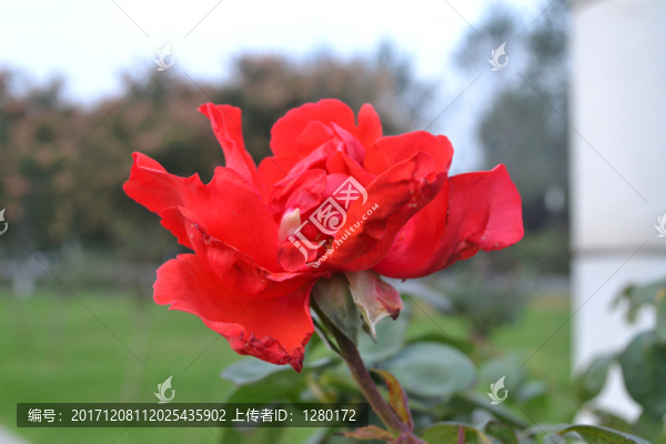月季花