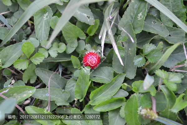 野草莓