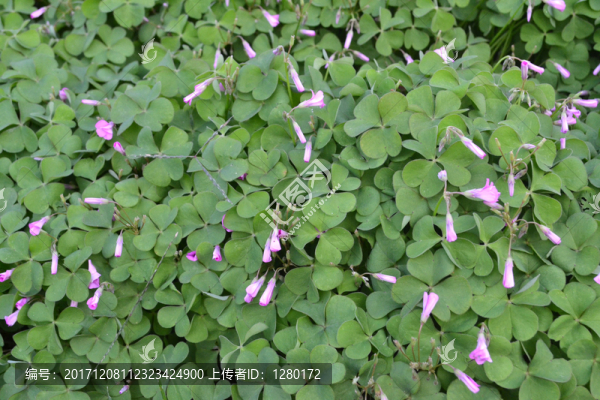 太陽(yáng)花