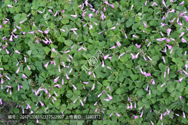 太陽花