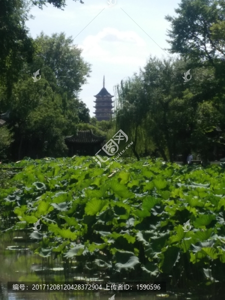 拙政園荷花