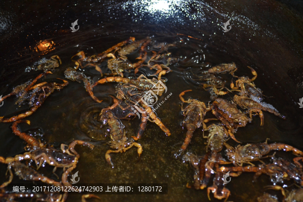 油炸蝎子,沂蒙蝎子