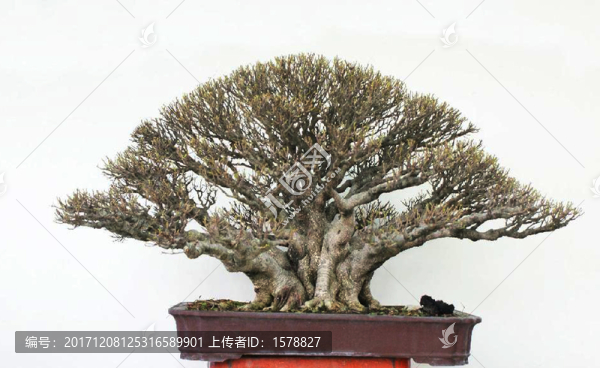 盆景0025榕樹盆景